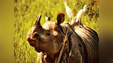 India News | Assam Reports Zero Rhino Poaching in 2022; Check Figures of Past 2 Decades