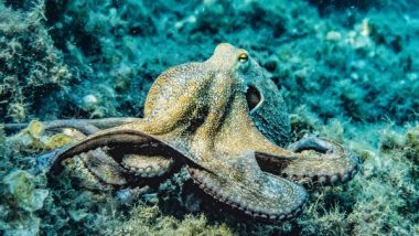 Science News | Octopuses Might Link Evolution of Complex Life to Genetic 'dark Matter': Study