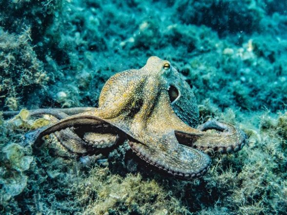 Science News | Octopuses Might Link Evolution of Complex Life to Genetic 'dark Matter': Study - Vimarsana News