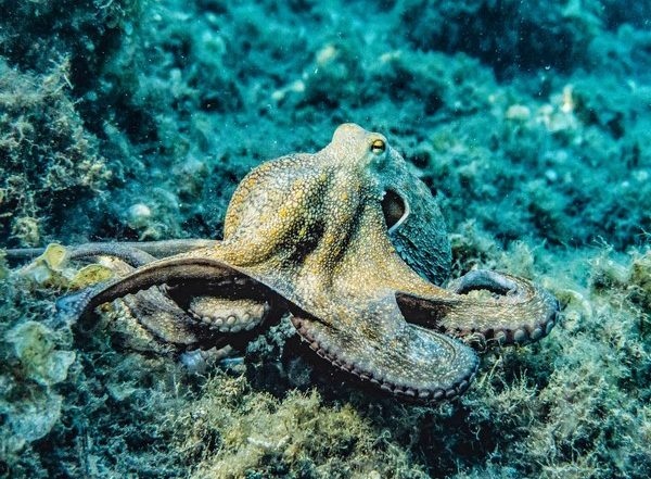 Science News | Octopuses Might Link Evolution of Complex Life to Genetic 'dark Matter': Study