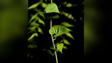 Science News |  Study Reveals Importance of Key Proteins for Dynamic Control of Photosynthesis