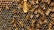 Science News | Biodiversity of Bee Population Critical for Ecosystems: Research