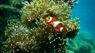 Environment News | Coral Bleaching Makes It Harder for Fish to Locate Competitors: Research