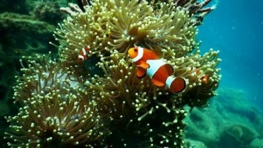 Environment News | Coral Bleaching Makes It Harder for Fish to Locate Competitors: Research
