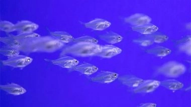 Science News | Up to 35 New Fish Species Found in Bolivian National Park