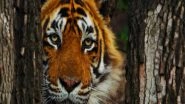 Business News | T24 Ustad Dies in Captivity; Nation Mourns