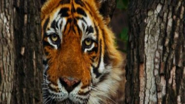 Business News | T24 Ustad Dies in Captivity; Nation Mourns