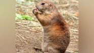 Science News | Impact of Prairie Dog Plague Diminished on Others: Study