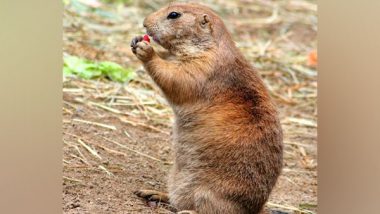 what plague do prairie dogs carry