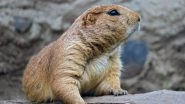 Environment News | Study Reveals Reduction in Impact of Prairie Dog Plague on Other Organisms