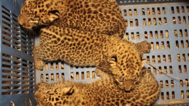 India News | West Bengal: 2  Abandoned Leopard Cubs Found at a Tea Garden Reunited with Their Mother