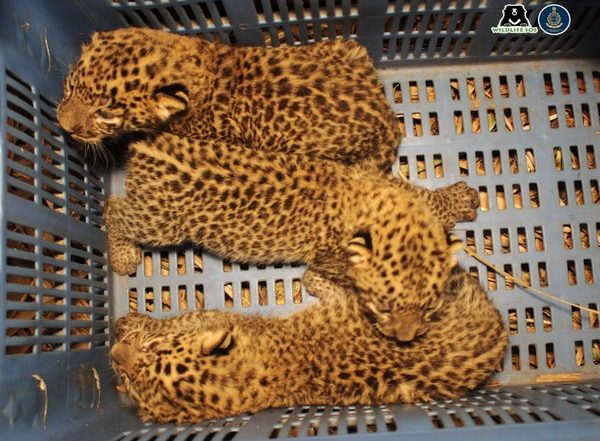 India News | West Bengal: 2  Abandoned Leopard Cubs Found at a Tea Garden Reunited with Their Mother