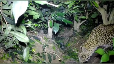 West Bengal: Two Leopard Cubs Abandoned, Reunited with Mother by Forest Officers in Bagdogra (Watch Video)