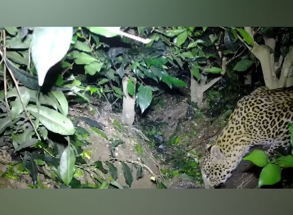 West Bengal: Two Leopard Cubs Abandoned, Reunited with Mother by Forest Officers in Bagdogra (Watch Video)