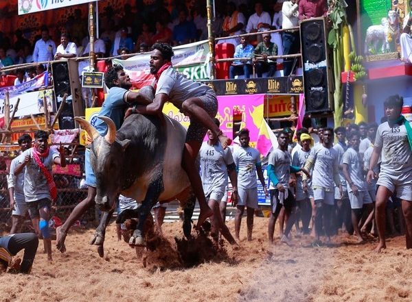 India News | Tamil Nadu: Guidelines Issued for Jallikattu in Madurai