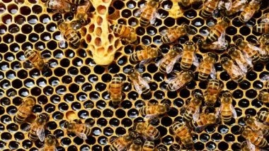 India News | First Beekeeper in Telangana Holds More Than 1,500 Beehive Colonies, Produces Fresh Honey, By-products