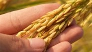 Environment News | Winter Tolerance in Rice Dependent on Codon Patterns: Study