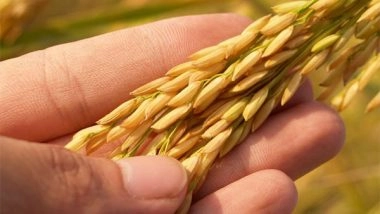Environment News | Winter Tolerance in Rice Dependent on Codon Patterns: Study