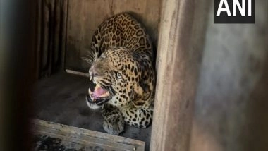 India News | Leopard Enters Residential Area in Siliguri, Triggers Panic