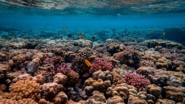 Science News | Research Assesses Severity of Marine Heatwaves Impacting Ocean Ecosystems