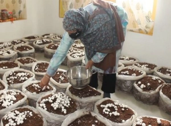 India News | GI-tagged Jammu and Kashmir Products to Boost Rural Ecomomy