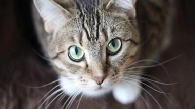 Science News | Cat Locomotion Could Unlock Better Human Spinal Cord Injury Treatment: Research