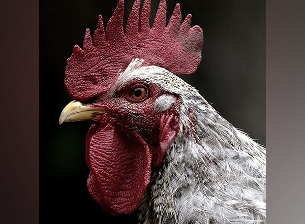 India News | Jammu and Kashmir Govt Approves Roadmap for Poultry Development