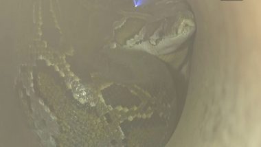 West Bengal: Two Burmese Pythons Rescued From Inside Pipe in Fulbari Area of Siliguri