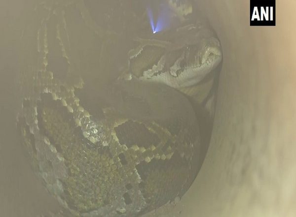 West Bengal: Two Burmese Pythons Rescued From Inside Pipe in Fulbari Area of Siliguri