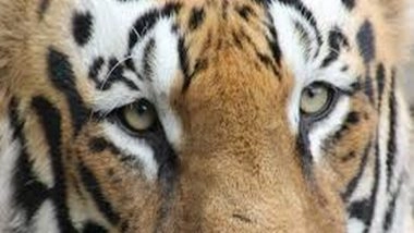India News | Maharashtra: Forest Officers Arrest 4 Accused in Tiger Poaching Case