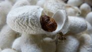 India News | J&K Govt Approves Project for Revival of Silk Industry