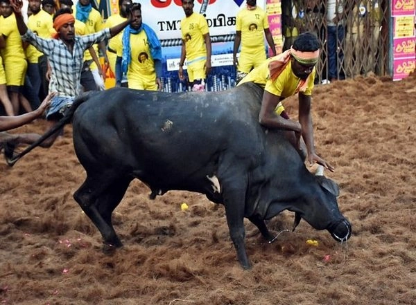 India News | Jallikattu: Bull Tamer Succumbs to Injures in Madurai