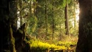 Science News | Forests Can Help Manage Water Amid Development, Climate Change: Research