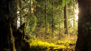 Science News | Forests Can Help Manage Water Amid Development, Climate Change: Research