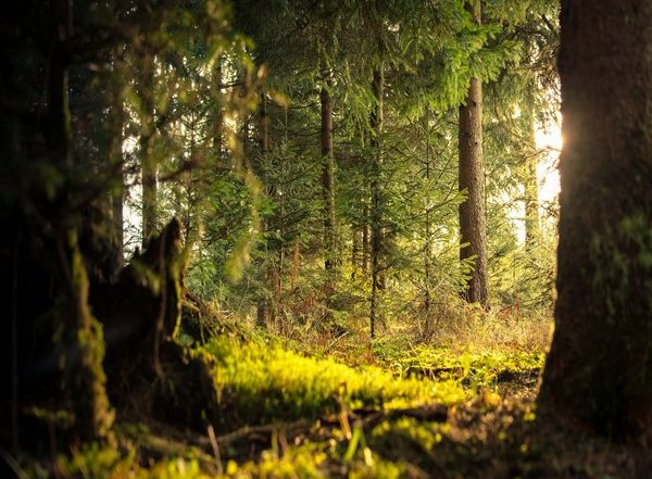 Science News | Forests Can Help Manage Water Amid Development, Climate Change: Research