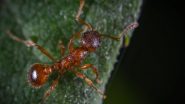 Science News | Study Finds Ants Aren't Altering Behaviour in Rising Temperatures
