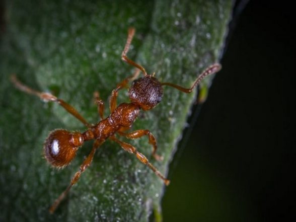 Science News | Study Finds Ants Aren't Altering Behaviour in Rising Temperatures - Vimarsana News