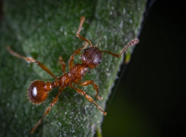 Science News | Study Finds Ants Aren't Altering Behaviour in Rising Temperatures