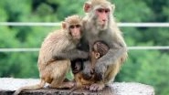 India News | PIL in High Court Against Menace of Monkeys in New Delhi Region