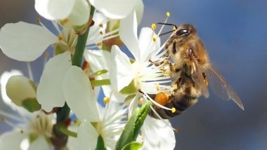 Science News | Study: Flower Patterns Increase Efficiency of Bumblebees