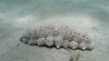 World News | Sri Lankan Sea Cucumber Farmers Lament That Fishing Industry is Slowly Disappearing: Report