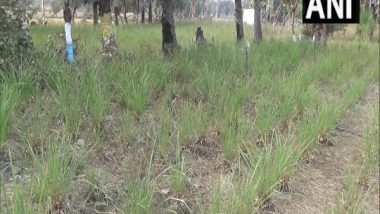 India News | Lemongrass, Mushroom Cultivation Changing Lives in Bihar's Gaya