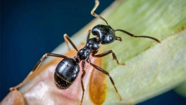 Science News | Ants' Behaviour Does Not Change as Temperature Rises: Study
