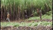 Business News | Record 5,000 Lakh Tonne Sugarcane Produced in 2021-22 Season