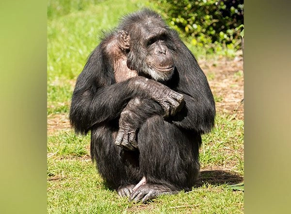 Science News | Young Chimpanzees, Human Teens Exhibit Similar Risk-taking Behaviour: Study