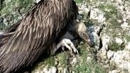 India News | Over 20 Vultures Found Dead in Assam's Sivasagar, Reason Unknown