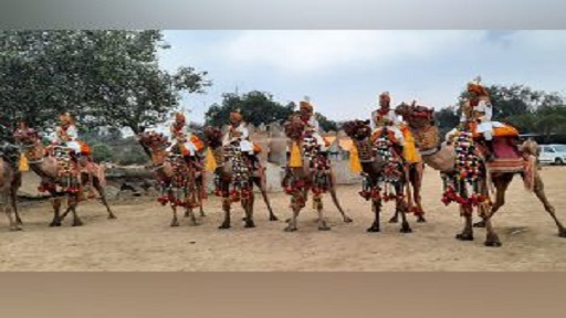 Republic Day 2023 Parade To Witness Debut March Of Women Riders On Bsf Camel Contingent 