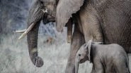 Science News | Researchers Discover Elephant Extinction Could Have Major Impact on Atmospheric Carbon Levels