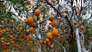 India News | Orange Festival in Nagaland Marks the Harvest of Organic Fruits