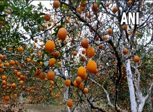 India News | Orange Festival in Nagaland Marks the Harvest of Organic Fruits